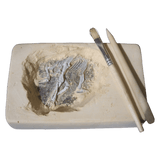 Discover Science 6 Plus Australia Fossil Find