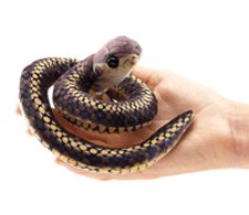 Finger Puppet - Snake