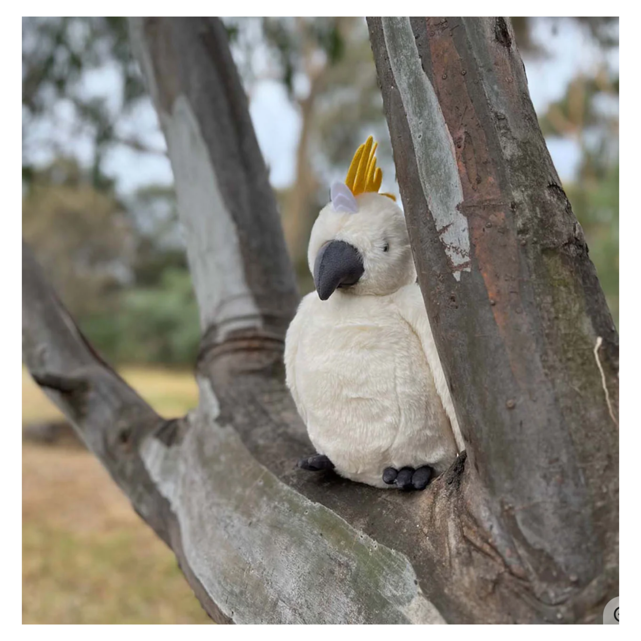 Furfolk - Cockatoo