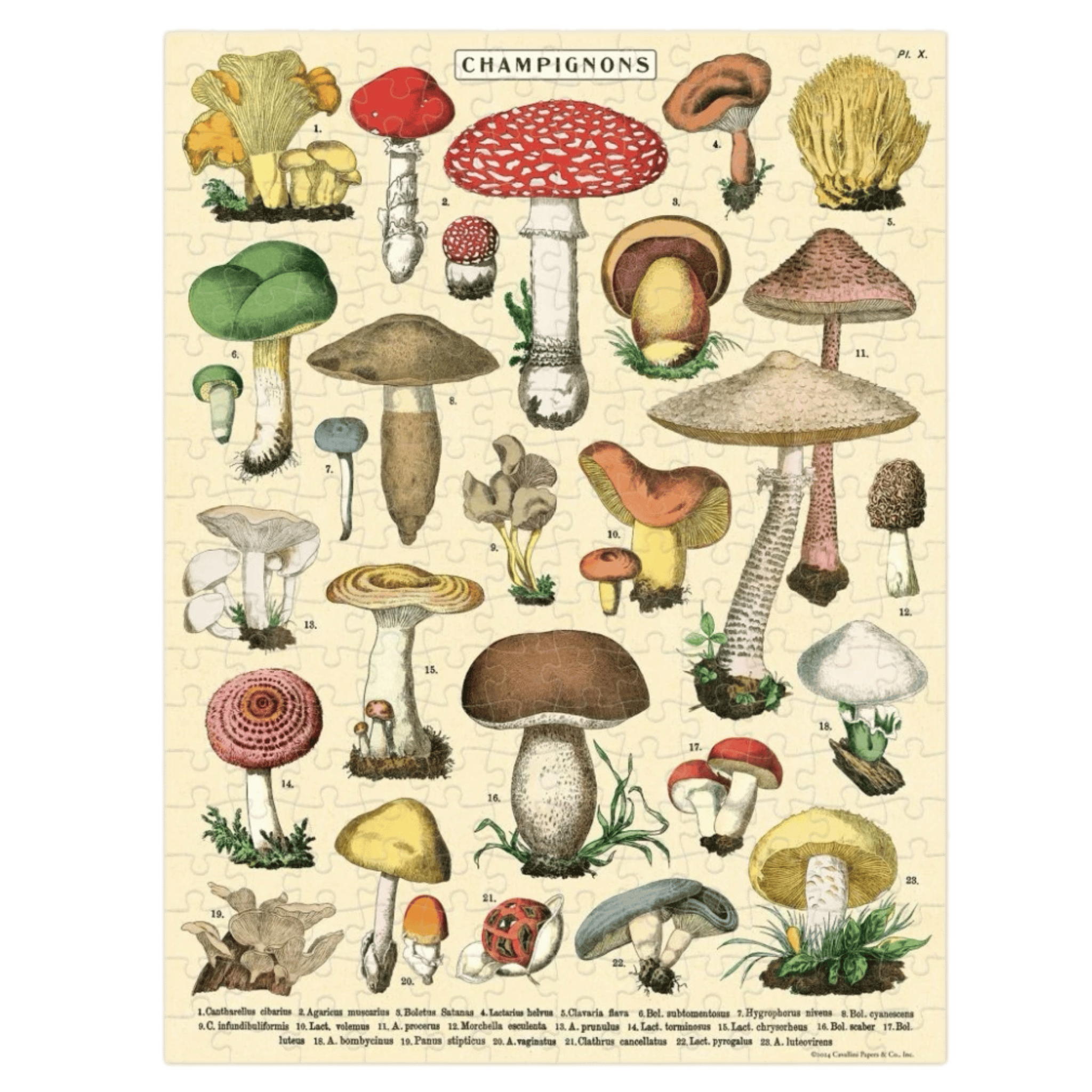 Cavallini & Co 8 Plus 240 Pc Mini Puzzle - Mushrooms