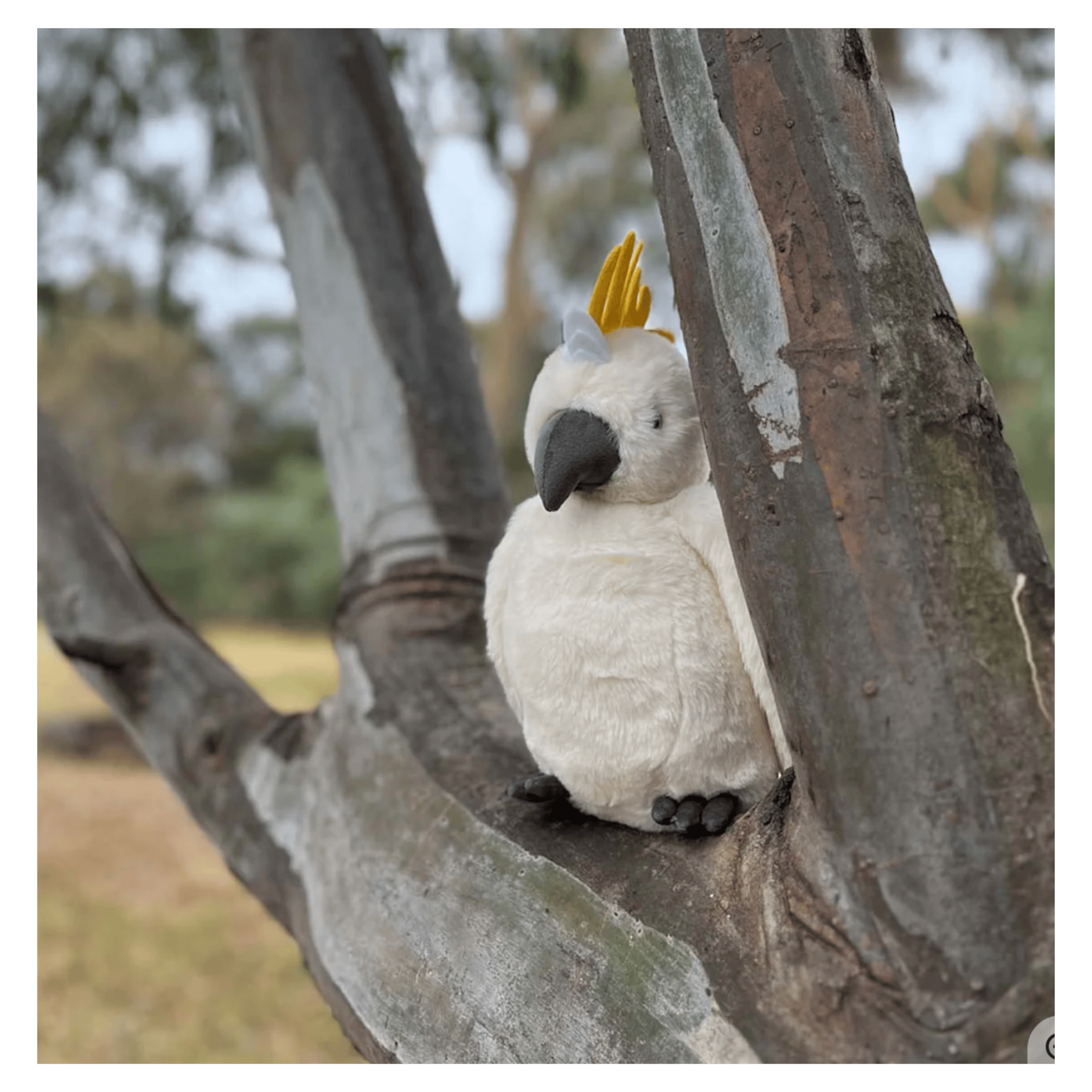 Furfolk Birth Plus Furfolk - Cockatoo
