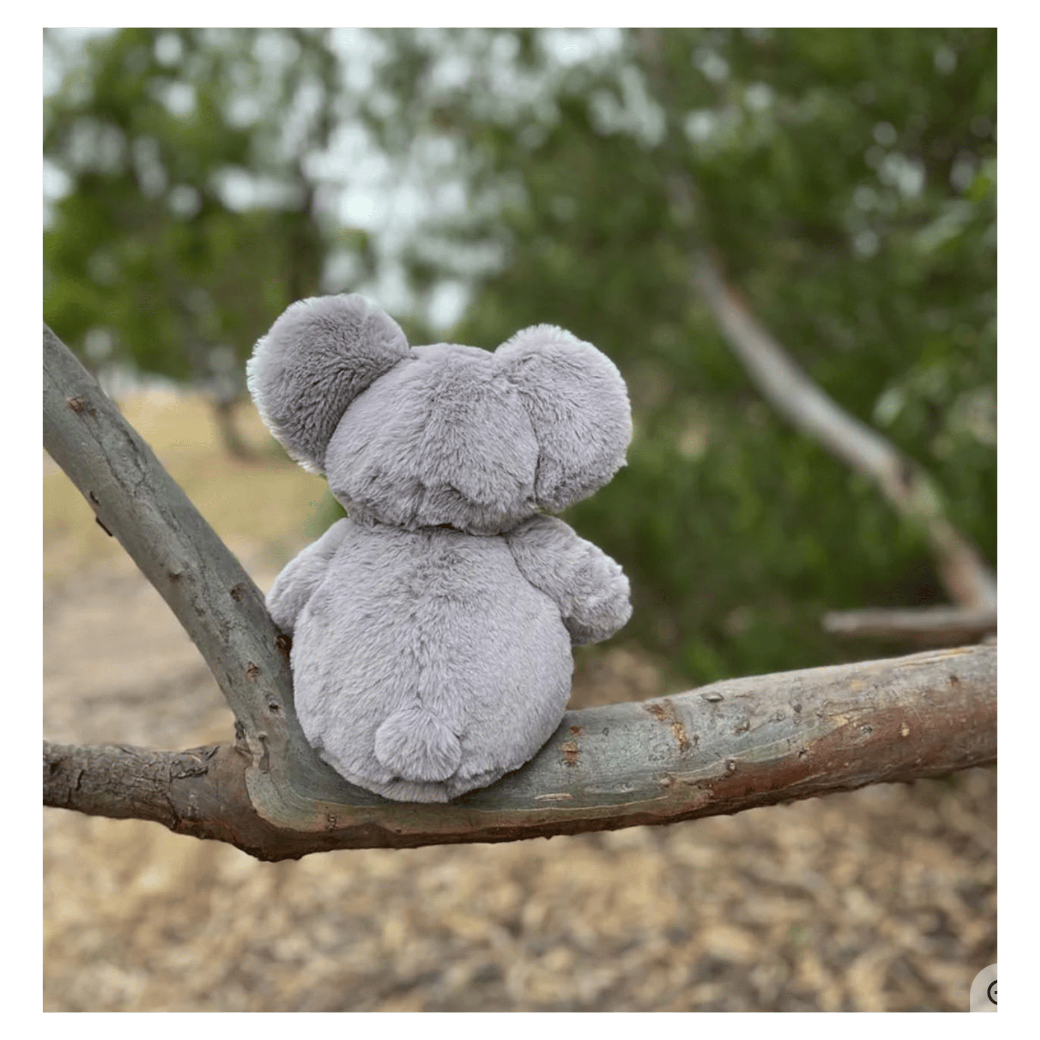 Furfolk Birth Plus Furfolk - Koala