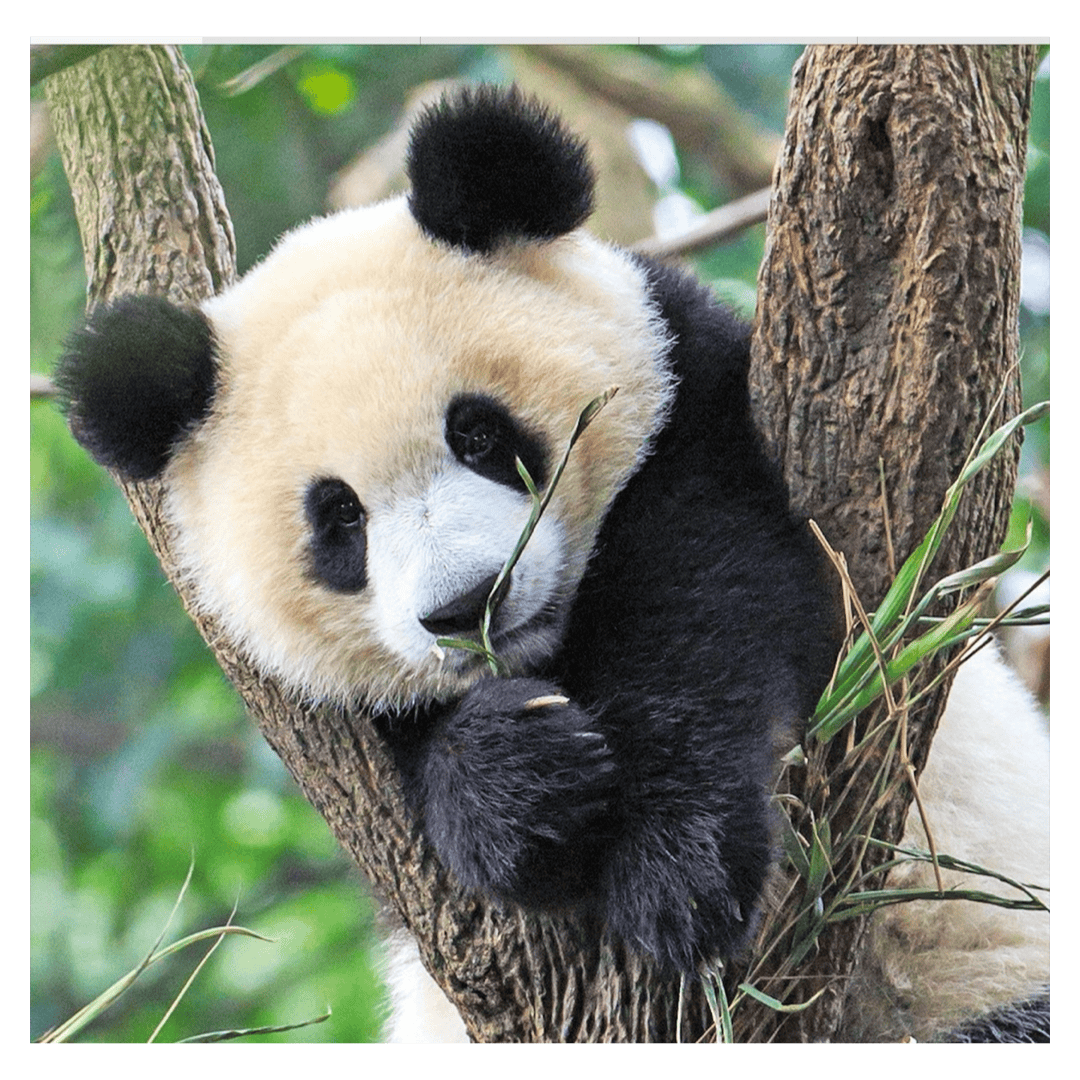 Ravensburger 5 Plus 3 x 49 Pc Puzzle - Panda, Lion and Tiger