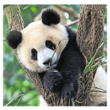 Ravensburger 5 Plus 3 x 49 Pc Puzzle - Panda, Lion and Tiger