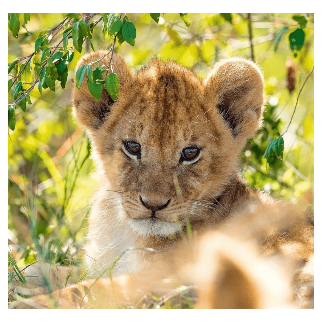 Ravensburger 5 Plus 3 x 49 Pc Puzzle - Panda, Lion and Tiger