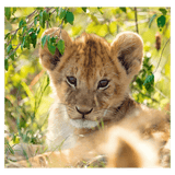 Ravensburger 5 Plus 3 x 49 Pc Puzzle - Panda, Lion and Tiger