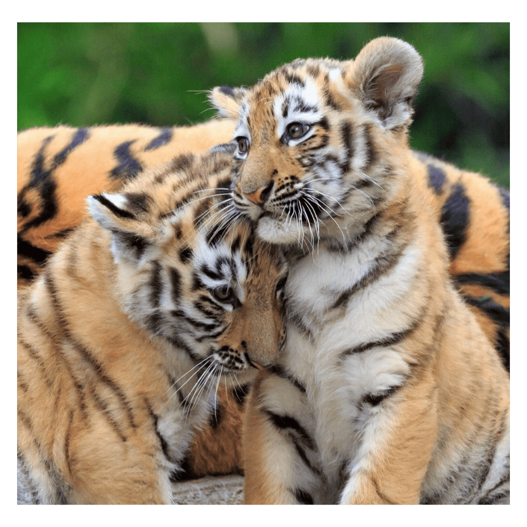 Ravensburger 5 Plus 3 x 49 Pc Puzzle - Panda, Lion and Tiger