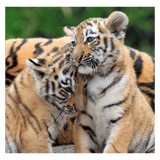 Ravensburger 5 Plus 3 x 49 Pc Puzzle - Panda, Lion and Tiger