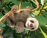 Hand Puppet - Baby Sloth